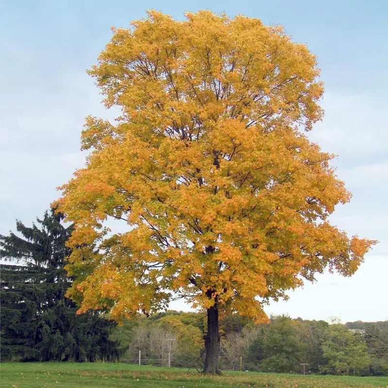 Silver Maple Tree – Rapid-Growing Shade Tree with Silvery Undersides to Leaves and Winged Seeds