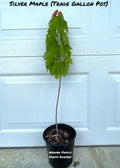 Silver Maple Tree – Rapid-Growing Shade Tree with Silvery Undersides to Leaves and Winged Seeds