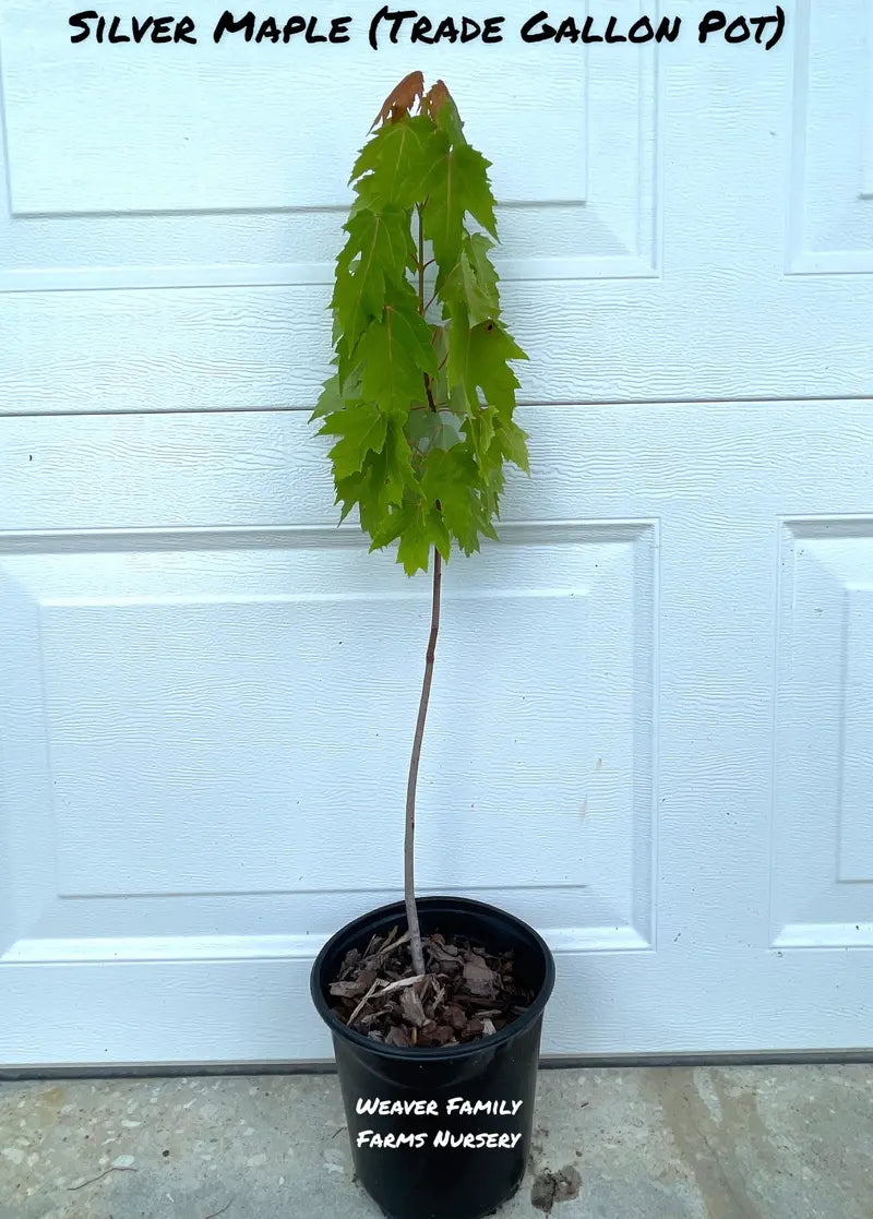 Silver Maple Tree – Rapid-Growing Shade Tree with Silvery Undersides to Leaves and Winged Seeds