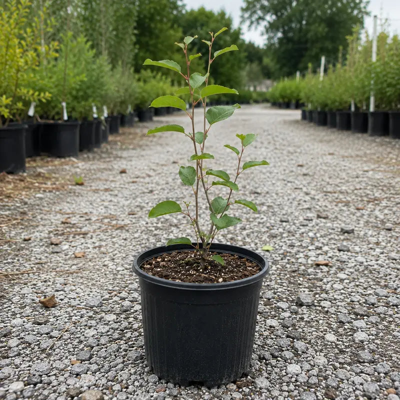 Saskatoon Serviceberry – Drought-Tolerant, Nutrient-Rich Native Shrub