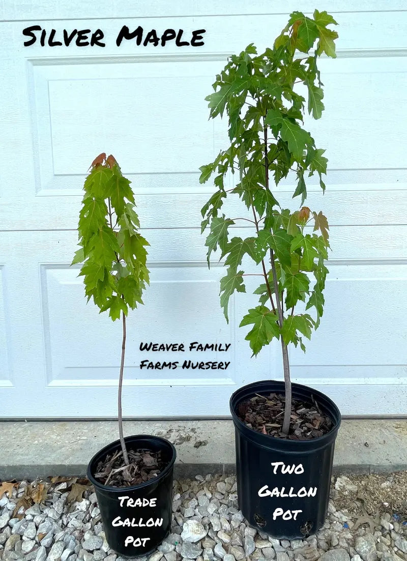 Silver Maple Tree – Rapid-Growing Shade Tree with Silvery Undersides to Leaves and Winged Seeds