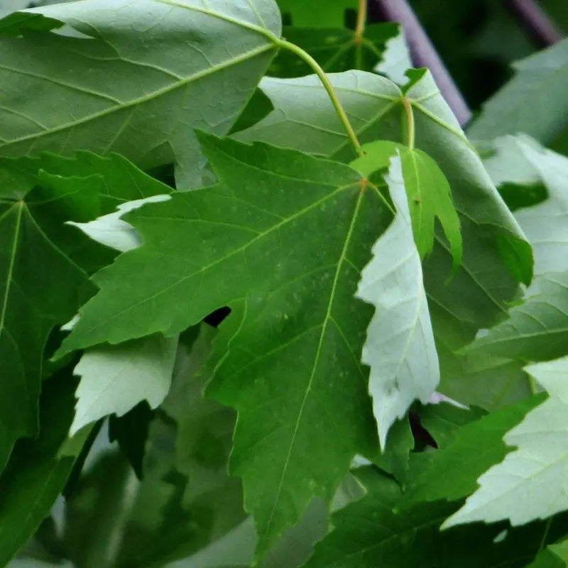 Silver Maple Tree – Rapid-Growing Shade Tree with Silvery Undersides to Leaves and Winged Seeds