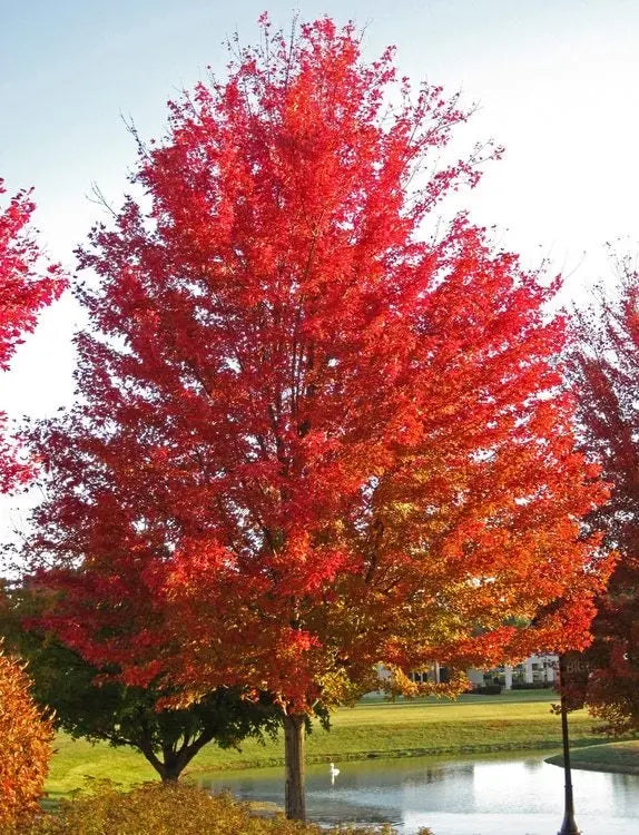 Silver Maple Tree – Rapid-Growing Shade Tree with Silvery Undersides to Leaves and Winged Seeds