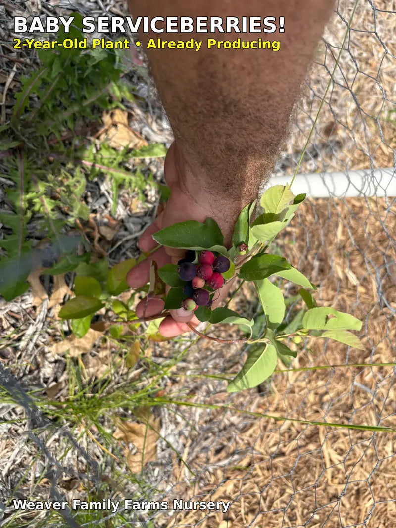 Saskatoon Serviceberry – Drought-Tolerant, Nutrient-Rich Native Shrub