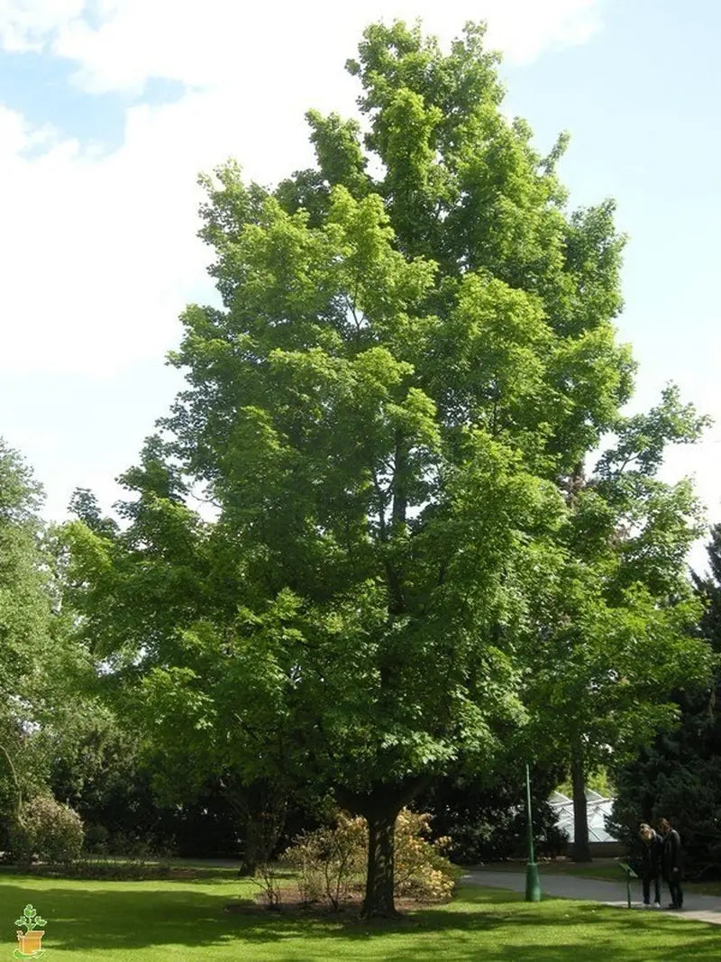 Silver Maple Tree – Rapid-Growing Shade Tree with Silvery Undersides to Leaves and Winged Seeds